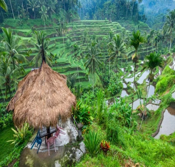 Tegalalang Rice Terrace