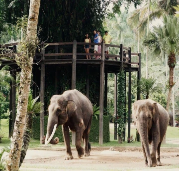 Gajah Taro
